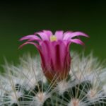Fiore rosa su un cactus