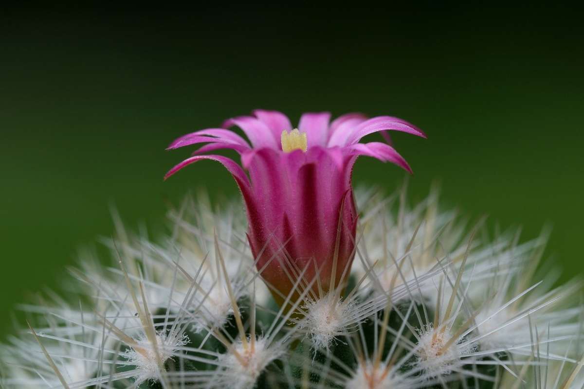 Fiore rosa su un cactus