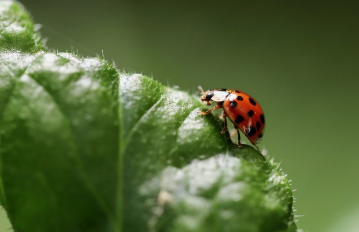 Coccinella su una foglia 