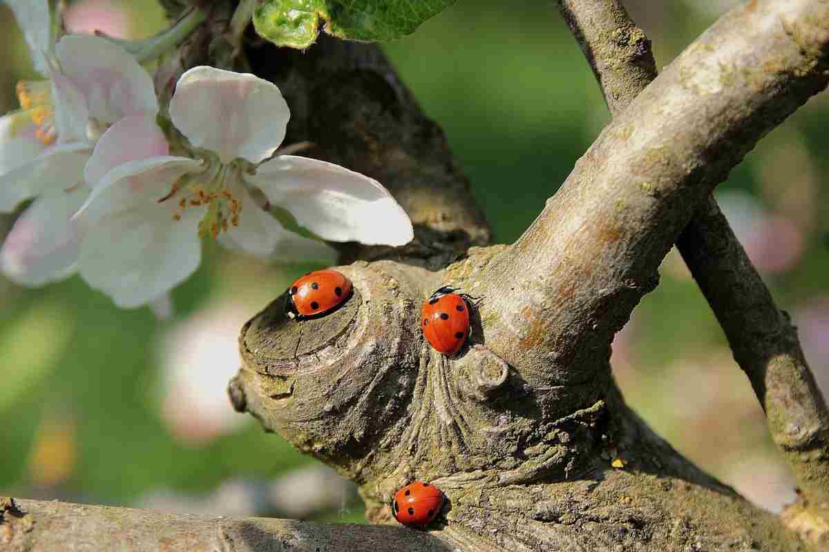 Coccinelle su una pianta