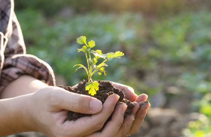 coltivare l'orto