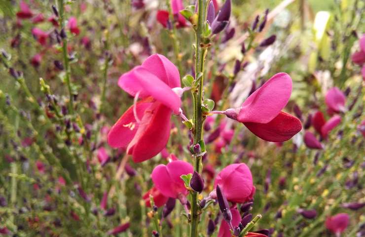 cytisus fiore