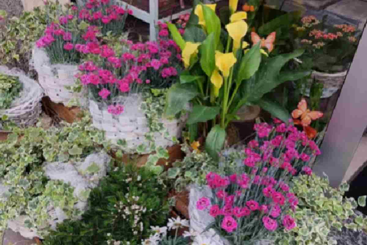 balcone garofanini invidia tutti colori bellezza