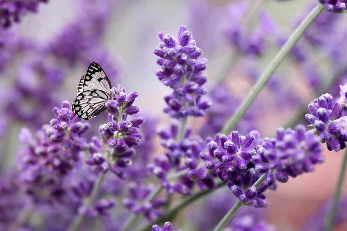 Pianta di lavanda con una farfalla