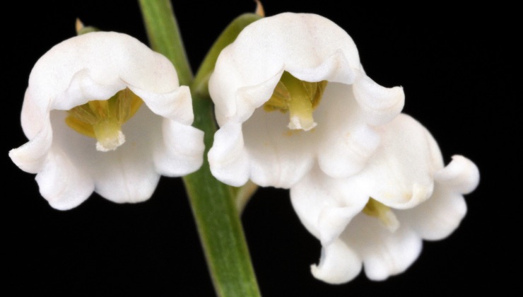 Le campane della pianta romantica pianta chiamata Mughetto 