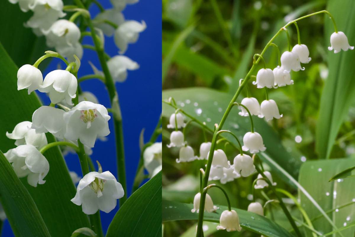 Fiori bianchi del Mughetto nella natura