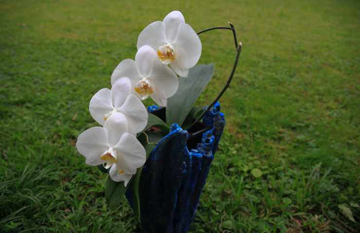 orchidea sul prato