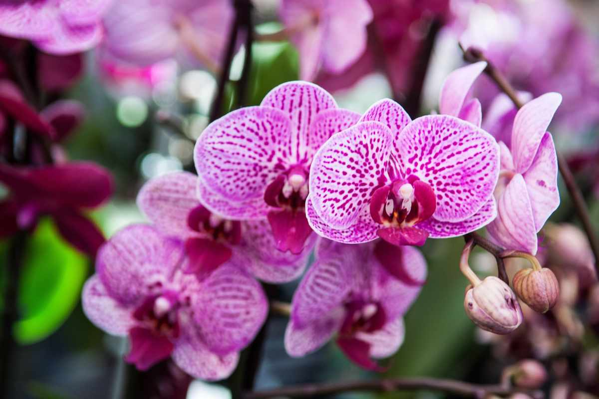 orchidee da esterno