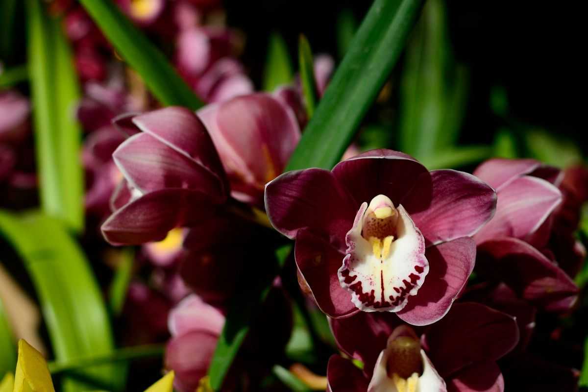 Orchidea con fiori grandi