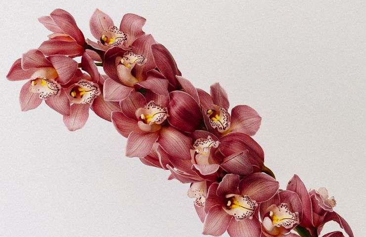 Orchidea con fiori rosso scuro 