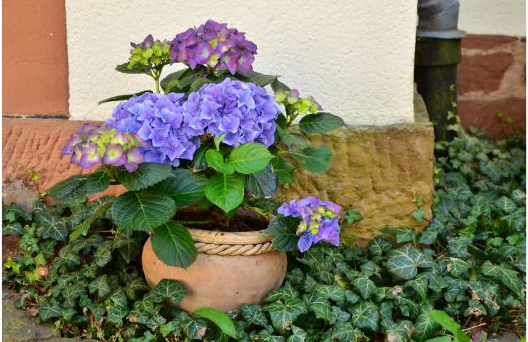 Tutti ammirano il mio balcone 