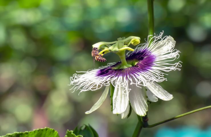 Passiflora incarnata fiore