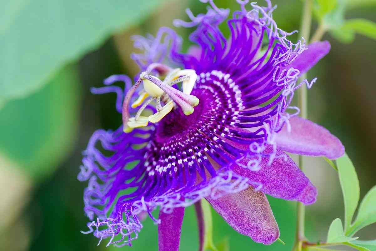 Pianta passiflora