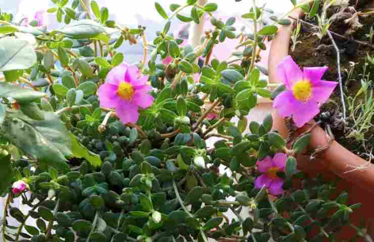 balcone bellissime piante vicinato profumo