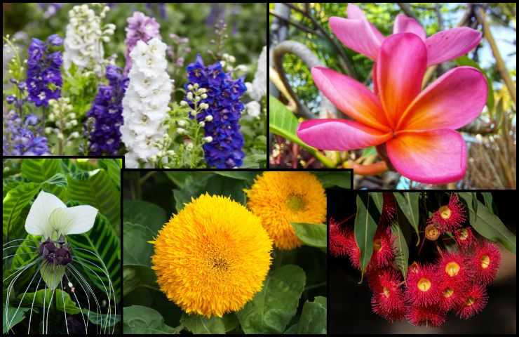 Varietà fiori rari