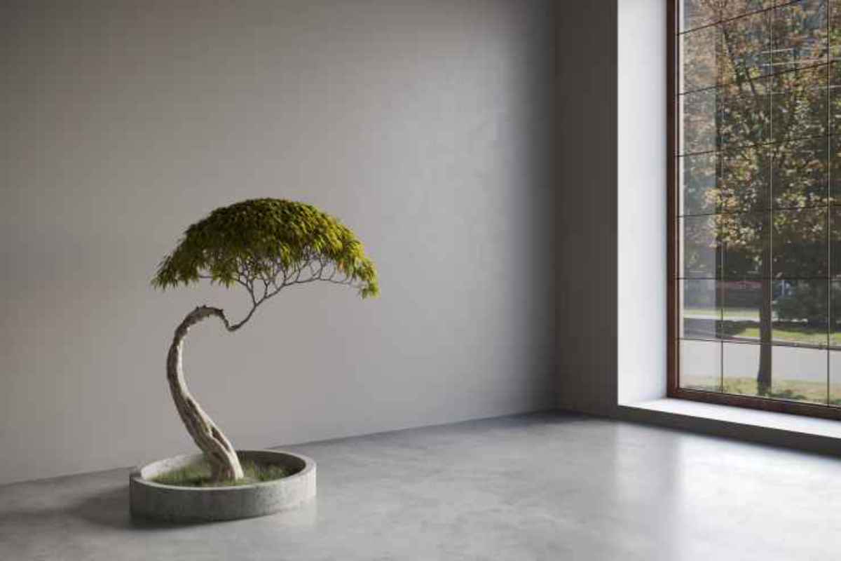 bonsai