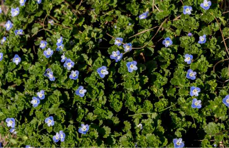 veronica filiforme consigli di crescita