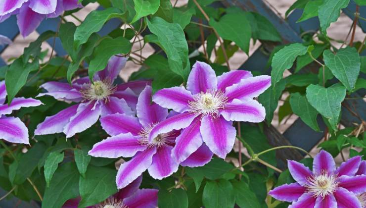 clemantis pianta rampicante colori fiori