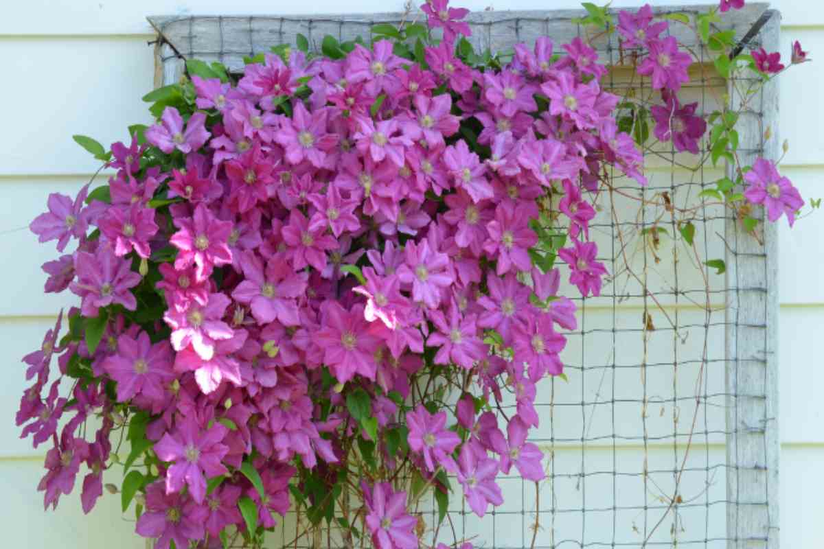 clematis consigli di coltivazione