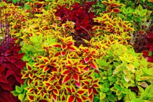 coleus pianta perenne dalle foglie colorate