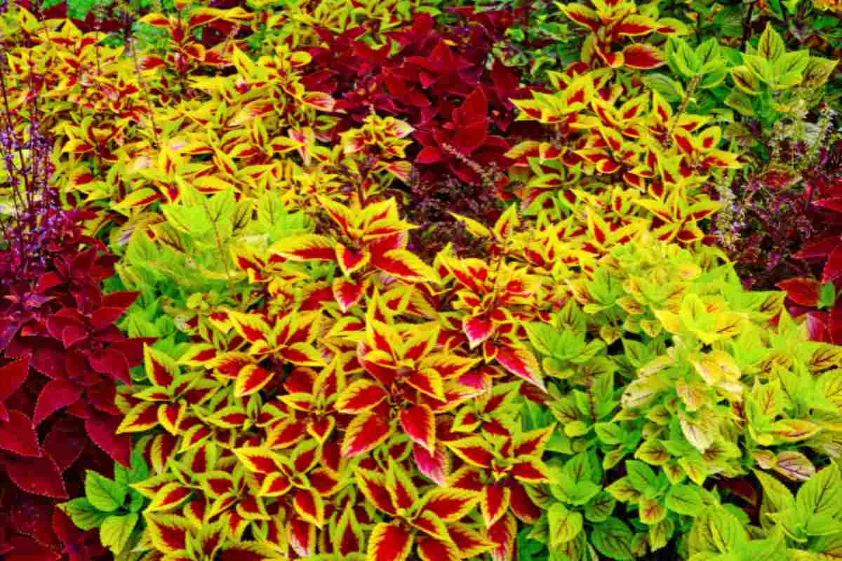 coleus pianta perenne dalle foglie colorate