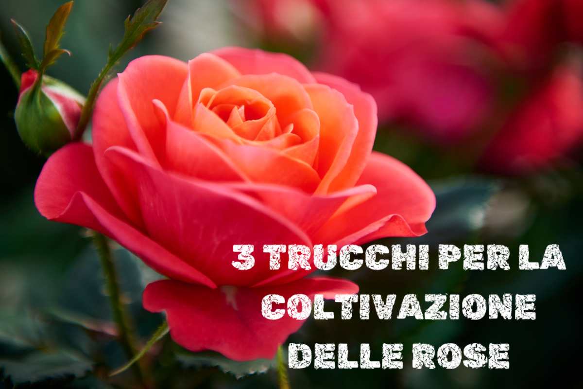 coltivazione delle rose