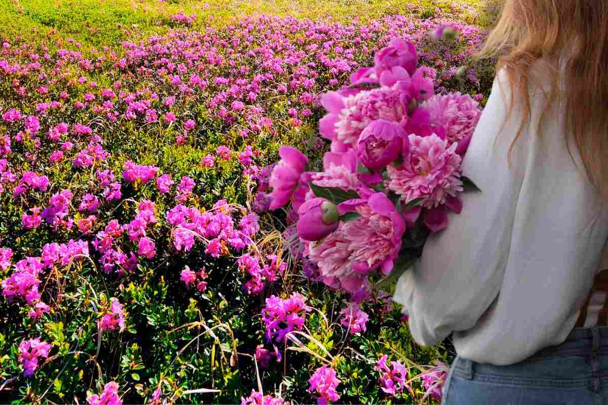 giardino peonie