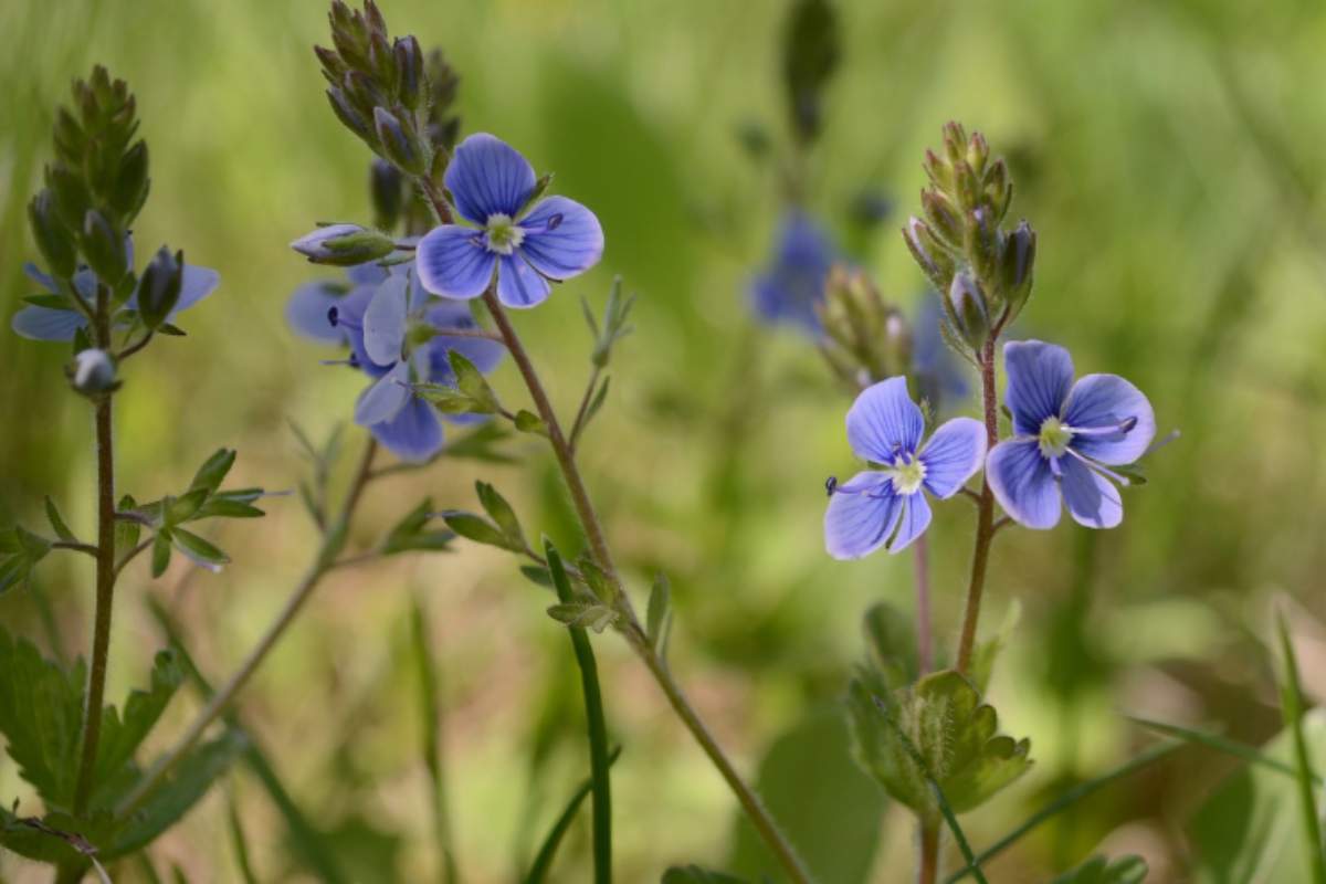 veronica filiforme consigli di crescita