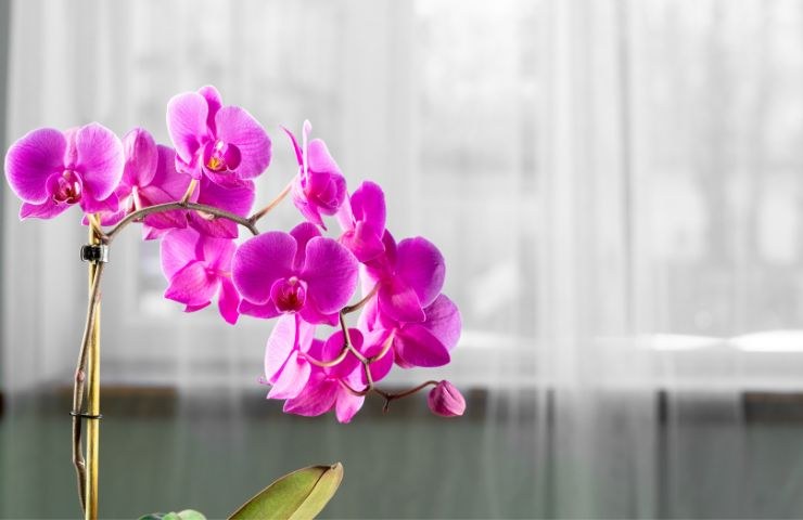 fiori orchidea