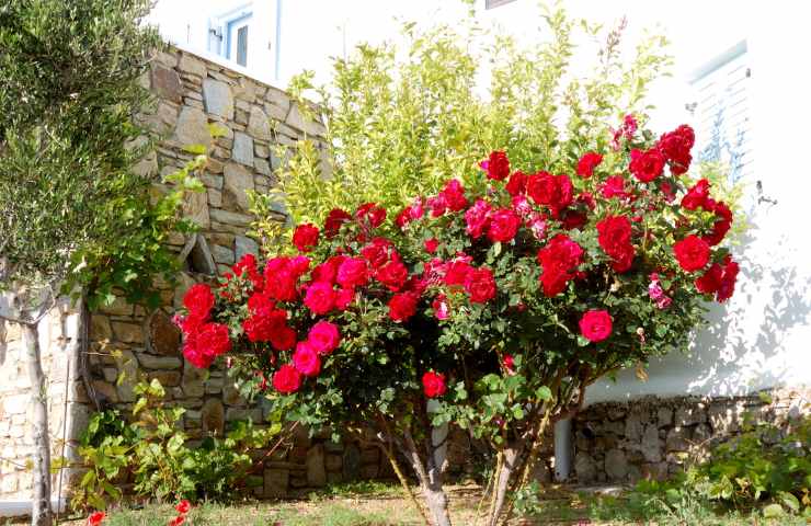 pianta di rose rigogliosa