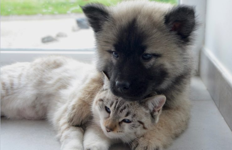 Cagnolino con il gatto
