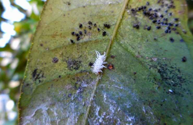 Cocciniglia sulla foglia di una pianta