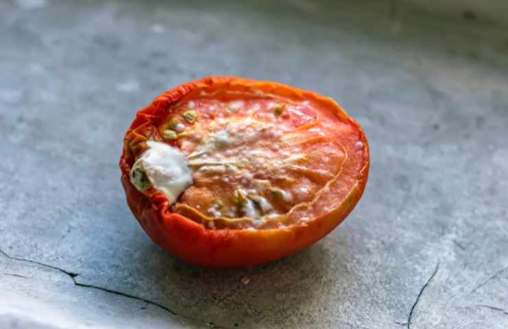 pomodoro con muffa grigia