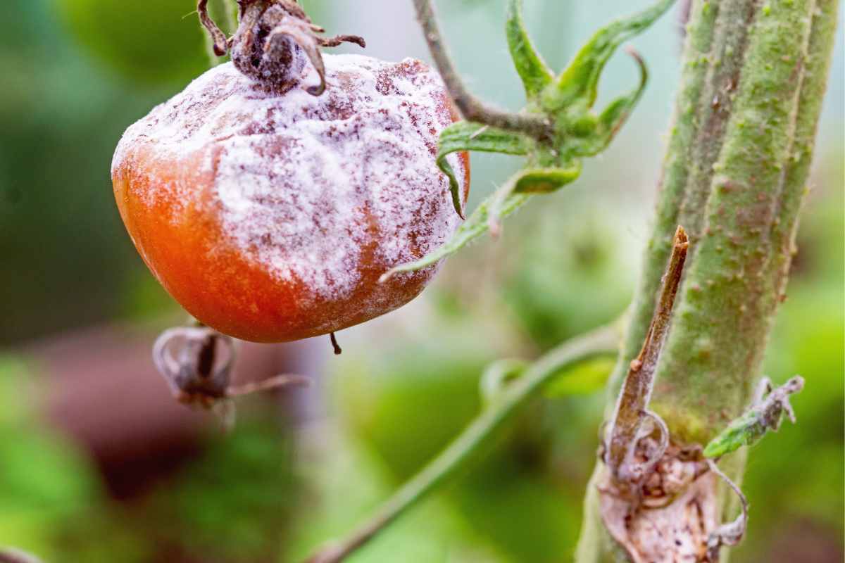 pomodoro con muffa
