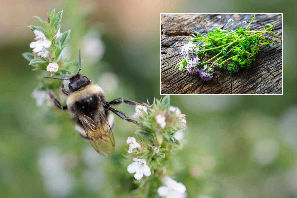 Santoreggia sulla quale si è posata un'ape