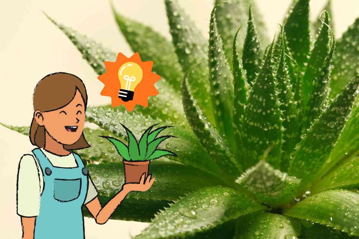 trucco foglia aloe vera