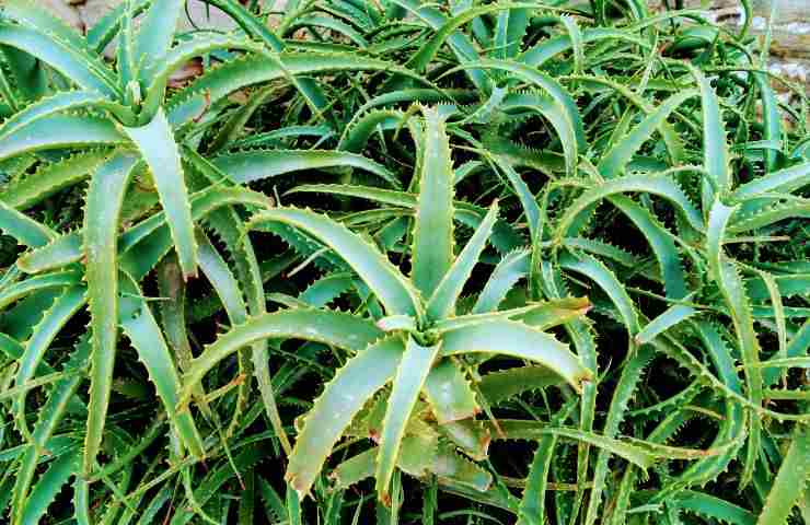 piante aloe vera