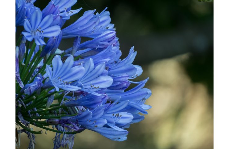 Come ottenere una fioritura rigogliosa
