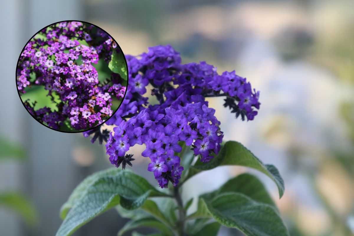 Fior di vaniglia fiore profumato