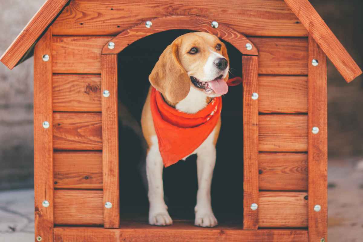 cane nella cuccia