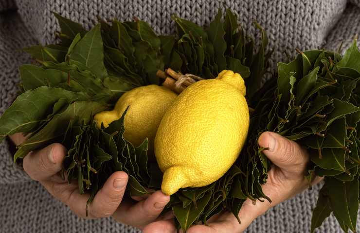 alloro e limone