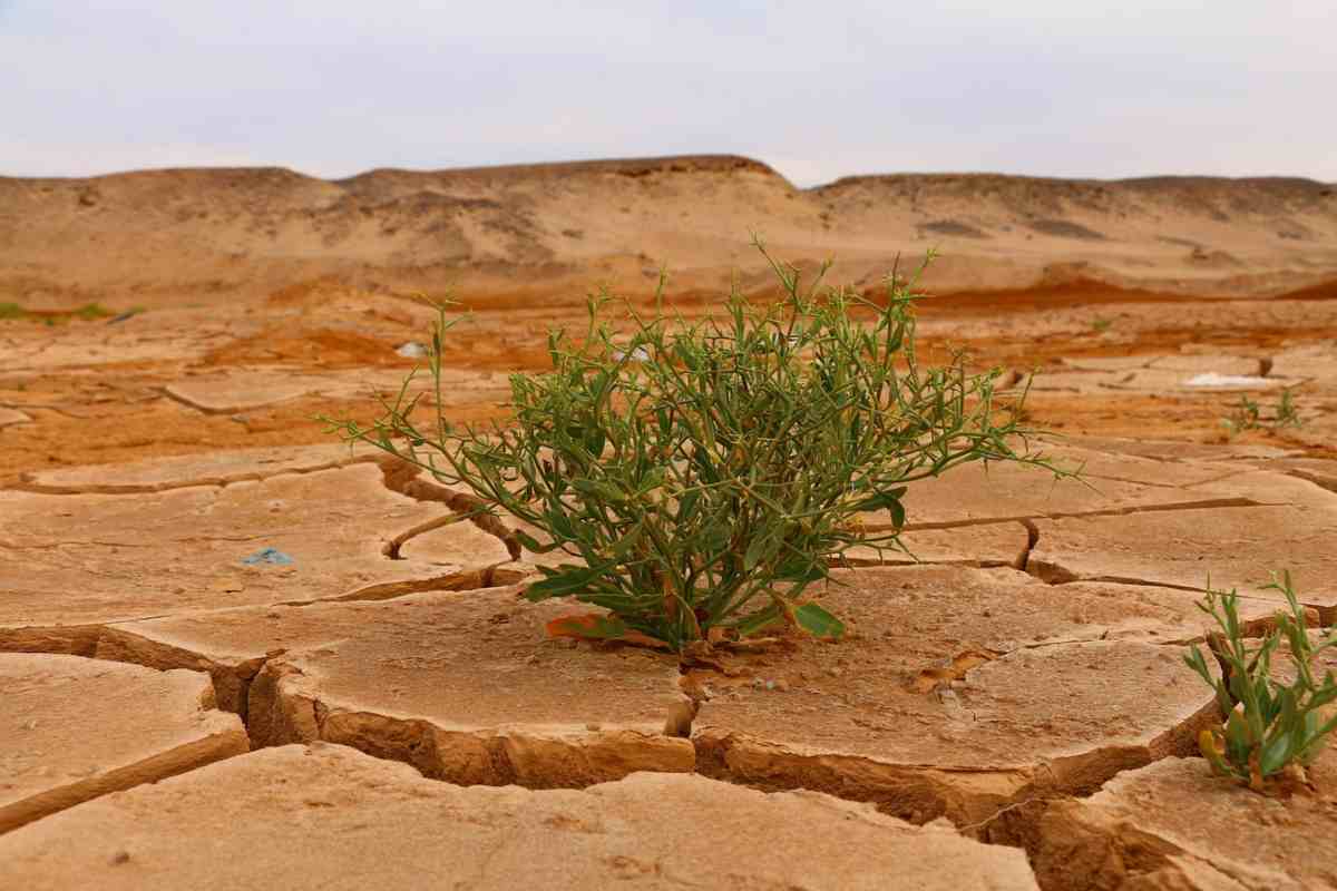 Cambiamento-climatico.