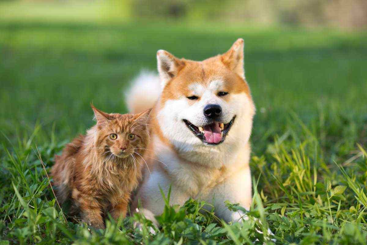 cani e gatti