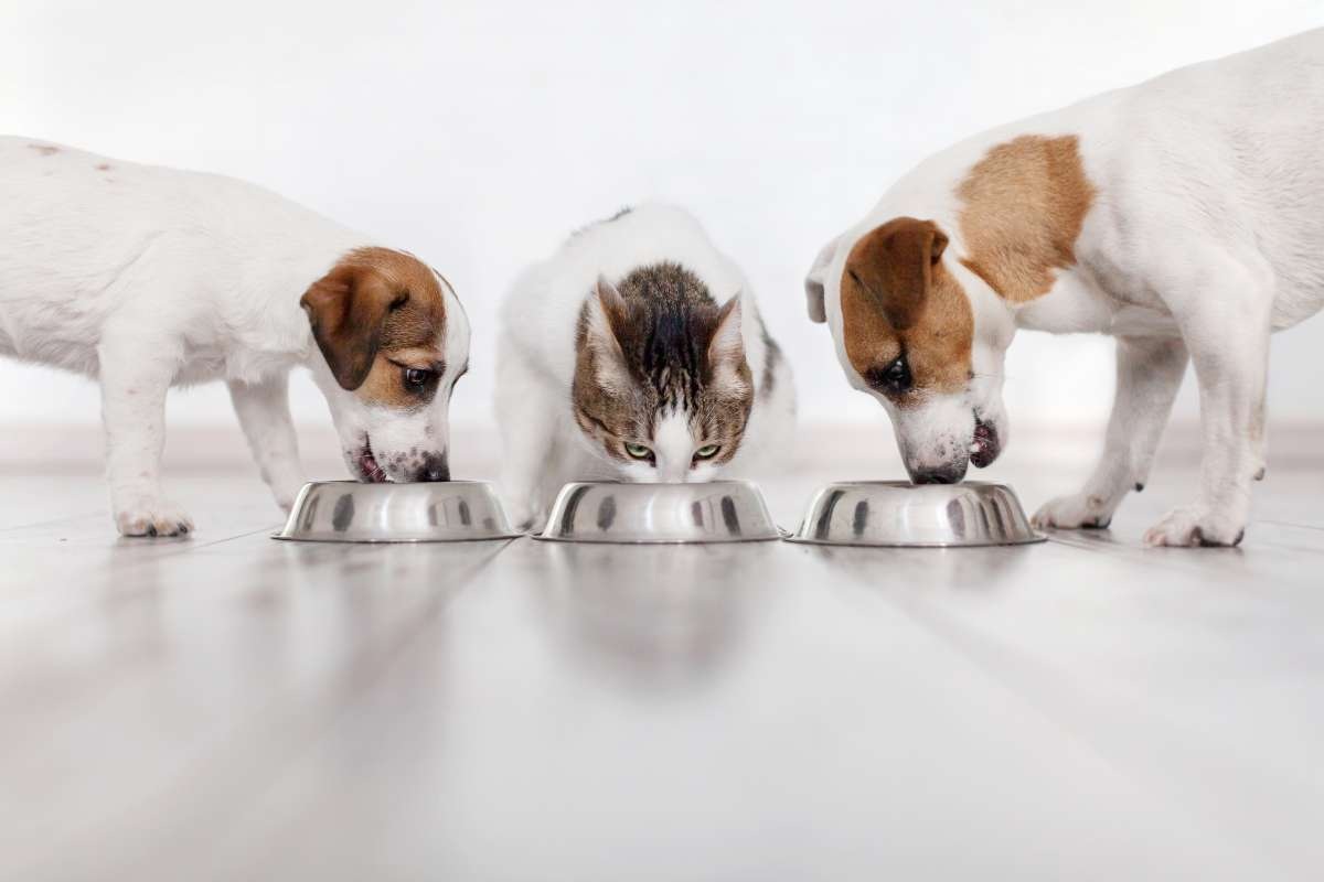 cani e gatti